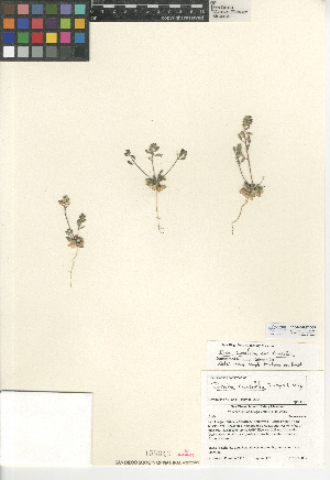  (Draba cuneifolia var. cuneifolia - CCDB-24937-D05)  @11 [ ] CreativeCommons - Attribution Non-Commercial Share-Alike (2015) SDNHM San Diego Natural History Museum