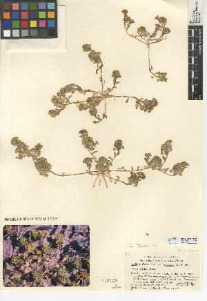  (Lepidium flavum - CCDB-24937-D07)  @11 [ ] CreativeCommons - Attribution Non-Commercial Share-Alike (2015) SDNHM San Diego Natural History Museum