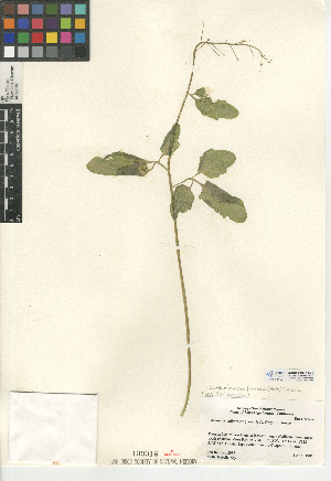  (Cardamine californica - CCDB-24937-E03)  @11 [ ] CreativeCommons - Attribution Non-Commercial Share-Alike (2015) SDNHM San Diego Natural History Museum