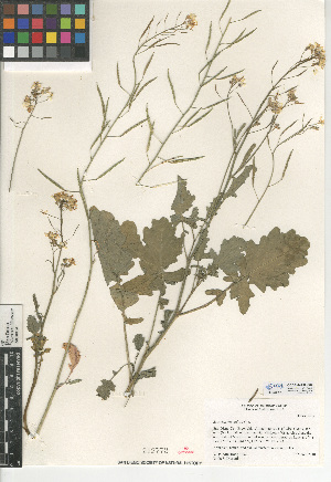  (Brassica fruticulosa - CCDB-24937-F02)  @11 [ ] CreativeCommons - Attribution Non-Commercial Share-Alike (2015) SDNHM San Diego Natural History Museum