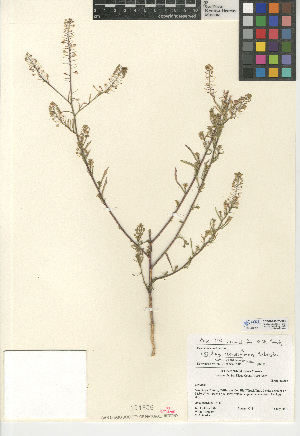  (Lepidium densiflorum - CCDB-24937-G07)  @11 [ ] CreativeCommons - Attribution Non-Commercial Share-Alike (2015) SDNHM San Diego Natural History Museum