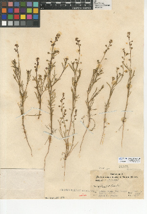  (Lepidium nitidum - CCDB-24937-G08)  @11 [ ] CreativeCommons - Attribution Non-Commercial Share-Alike (2015) SDNHM San Diego Natural History Museum