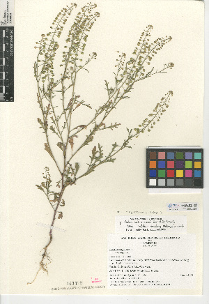  (Lepidium virginicum subsp. virginicum - CCDB-24937-G09)  @11 [ ] CreativeCommons - Attribution Non-Commercial Share-Alike (2015) SDNHM San Diego Natural History Museum