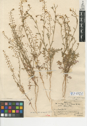  (Lepidium virginicum var. robinsonii - CCDB-24937-H09)  @11 [ ] CreativeCommons - Attribution Non-Commercial Share-Alike (2015) SDNHM San Diego Natural History Museum