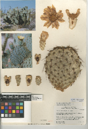  (Opuntia chlorotica - CCDB-24938-A03)  @11 [ ] CreativeCommons - Attribution Non-Commercial Share-Alike (2015) SDNHM San Diego Natural History Museum