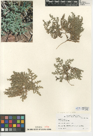  (Herniaria hirsuta var. cinerea - CCDB-24938-A09)  @11 [ ] CreativeCommons - Attribution Non-Commercial Share-Alike (2015) SDNHM San Diego Natural History Museum