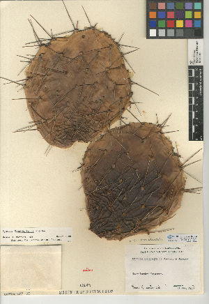  (Opuntia X occidentalis - CCDB-24938-C04)  @11 [ ] CreativeCommons - Attribution Non-Commercial Share-Alike (2015) SDNHM San Diego Natural History Museum