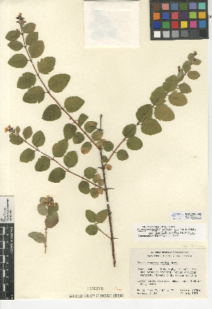  (Symphoricarpos - CCDB-24938-C08)  @11 [ ] CreativeCommons - Attribution Non-Commercial Share-Alike (2015) SDNHM San Diego Natural History Museum