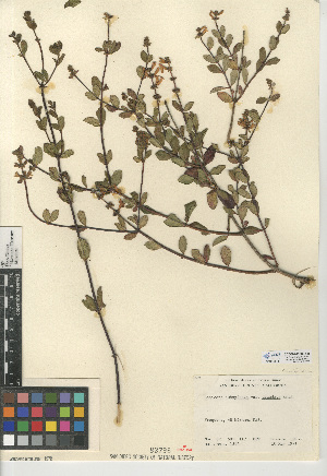  (Lonicera subspicata - CCDB-24938-D08)  @11 [ ] CreativeCommons - Attribution Non-Commercial Share-Alike (2015) SDNHM San Diego Natural History Museum