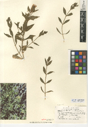  (Silene parishii - CCDB-24938-E12)  @11 [ ] CreativeCommons - Attribution Non-Commercial Share-Alike (2015) SDNHM San Diego Natural History Museum