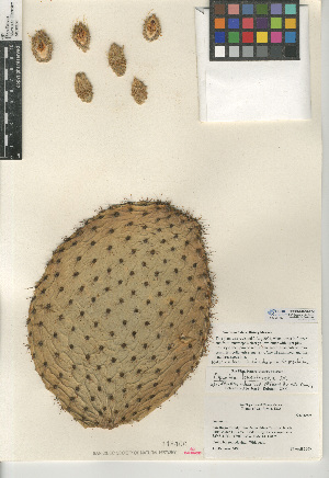  (Opuntia leucotricha - CCDB-24938-F04)  @11 [ ] CreativeCommons - Attribution Non-Commercial Share-Alike (2015) SDNHM San Diego Natural History Museum