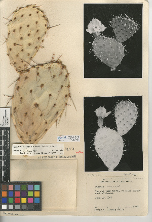  (Opuntia X vaseyi - CCDB-24938-F05)  @11 [ ] CreativeCommons - Attribution Non-Commercial Share-Alike (2015) SDNHM San Diego Natural History Museum