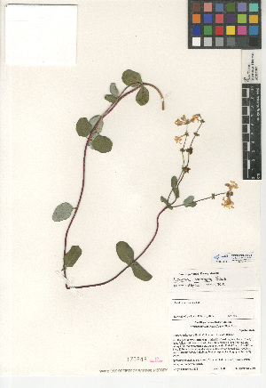  (Lonicera interrupta - CCDB-24938-F08)  @11 [ ] CreativeCommons - Attribution Non-Commercial Share-Alike (2015) SDNHM San Diego Natural History Museum