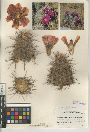  (Echinocereus engelmannii - CCDB-24938-G03)  @11 [ ] CreativeCommons - Attribution Non-Commercial Share-Alike (2015) SDNHM San Diego Natural History Museum