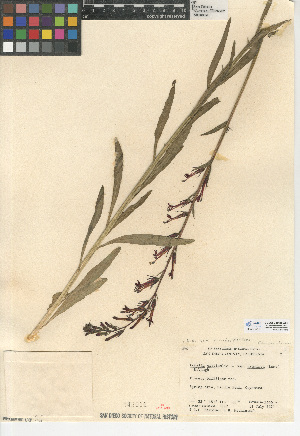 (Lobelia cardinalis var. pseudosplendens - CCDB-24938-G06)  @11 [ ] CreativeCommons - Attribution Non-Commercial Share-Alike (2015) SDNHM San Diego Natural History Museum
