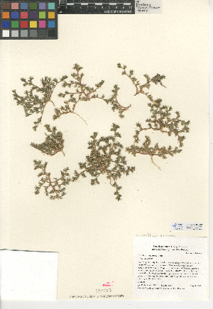  (Loeflingia squarrosa var. squarrosa - CCDB-24938-G10)  @11 [ ] CreativeCommons - Attribution Non-Commercial Share-Alike (2015) SDNHM San Diego Natural History Museum