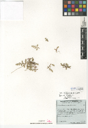  (Herniaria hirsuta var. hirsuta - CCDB-24938-H10)  @11 [ ] CreativeCommons - Attribution Non-Commercial Share-Alike (2015) SDNHM San Diego Natural History Museum
