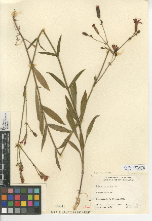  (Silene laciniata - CCDB-24938-H12)  @11 [ ] CreativeCommons - Attribution Non-Commercial Share-Alike (2015) SDNHM San Diego Natural History Museum