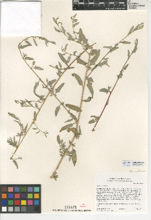 (Atriplex amnicola - CCDB-24939-A02)  @11 [ ] CreativeCommons - Attribution Non-Commercial Share-Alike (2015) SDNHM San Diego Natural History Museum