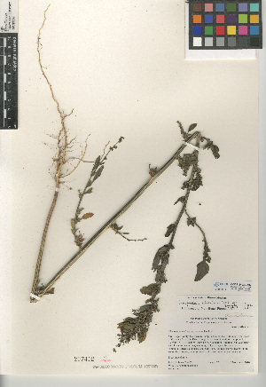  (Chenopodium strictum var. glaucophyllum - CCDB-24939-A07)  @11 [ ] CreativeCommons - Attribution Non-Commercial Share-Alike (2015) SDNHM San Diego Natural History Museum