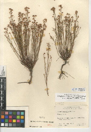  (Crocanthemum scoparium var. vulgare - CCDB-24939-A10)  @11 [ ] CreativeCommons - Attribution Non-Commercial Share-Alike (2015) SDNHM San Diego Natural History Museum