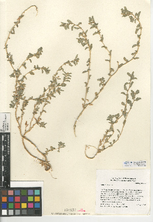 (Atriplex suberecta - CCDB-24939-B05)  @11 [ ] CreativeCommons - Attribution Non-Commercial Share-Alike (2015) SDNHM San Diego Natural History Museum
