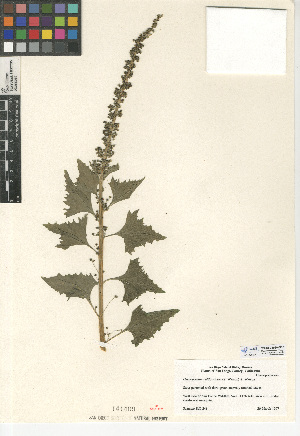 (Chenopodium californicum - CCDB-24939-B06)  @11 [ ] CreativeCommons - Attribution Non-Commercial Share-Alike (2015) SDNHM San Diego Natural History Museum