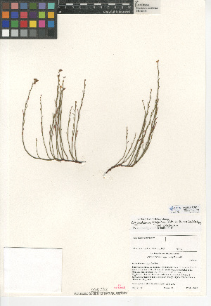 (Crocanthemum scoparium var. scoparium - CCDB-24939-B10)  @11 [ ] CreativeCommons - Attribution Non-Commercial Share-Alike (2015) SDNHM San Diego Natural History Museum