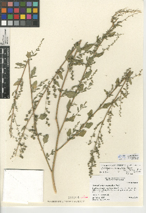  (Chenopodium berlandieri var. zschackei - CCDB-24939-C06)  @11 [ ] CreativeCommons - Attribution Non-Commercial Share-Alike (2015) SDNHM San Diego Natural History Museum