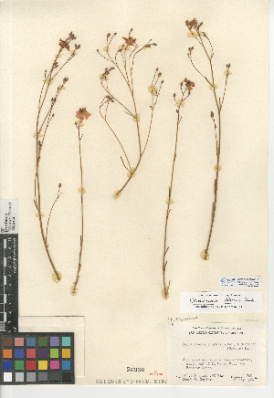  (Crocanthemum aldersonii - CCDB-24939-C10)  @11 [ ] CreativeCommons - Attribution Non-Commercial Share-Alike (2015) SDNHM San Diego Natural History Museum