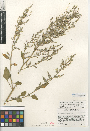  (Chenopodium berlandieri - CCDB-24939-D06)  @11 [ ] CreativeCommons - Attribution Non-Commercial Share-Alike (2015) SDNHM San Diego Natural History Museum