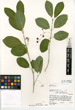  (Euonymus occidentalis var. parishii - CCDB-24939-E02)  @11 [ ] CreativeCommons - Attribution Non-Commercial Share-Alike (2015) SDNHM San Diego Natural History Museum