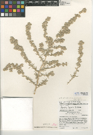  (Atriplex canescens var. linearis - CCDB-24939-E03)  @11 [ ] CreativeCommons - Attribution Non-Commercial Share-Alike (2015) SDNHM San Diego Natural History Museum