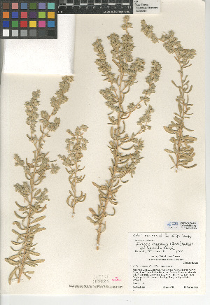  (Atriplex canescens var. laciniata - CCDB-24939-F03)  @11 [ ] CreativeCommons - Attribution Non-Commercial Share-Alike (2015) SDNHM San Diego Natural History Museum