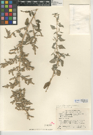  (Atriplex lentiformis - CCDB-24939-F04)  @11 [ ] CreativeCommons - Attribution Non-Commercial Share-Alike (2015) SDNHM San Diego Natural History Museum
