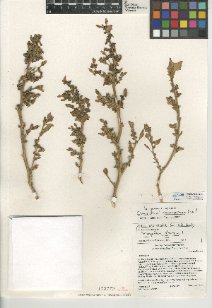  (Chenopodium macrospermum - CCDB-24939-F07)  @11 [ ] CreativeCommons - Attribution Non-Commercial Share-Alike (2015) SDNHM San Diego Natural History Museum