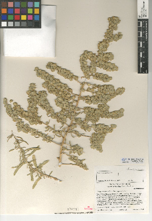  (Atriplex canescens - CCDB-24939-G03)  @11 [ ] CreativeCommons - Attribution Non-Commercial Share-Alike (2015) SDNHM San Diego Natural History Museum