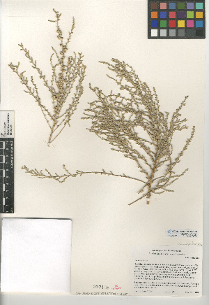  (Atriplex julacea - CCDB-24939-G04)  @11 [ ] CreativeCommons - Attribution Non-Commercial Share-Alike (2015) SDNHM San Diego Natural History Museum