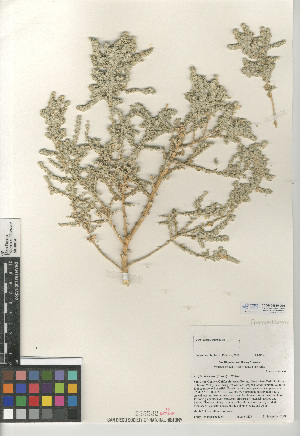  (Atriplex polycarpa - CCDB-24939-G05)  @11 [ ] CreativeCommons - Attribution Non-Commercial Share-Alike (2015) SDNHM San Diego Natural History Museum