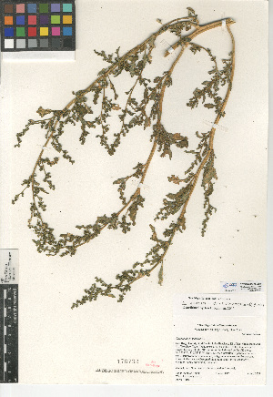  (Chenopodium glaucum var. salinum - CCDB-24939-G07)  @11 [ ] CreativeCommons - Attribution Non-Commercial Share-Alike (2015) SDNHM San Diego Natural History Museum
