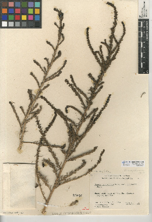  (Suaeda taxifolia - CCDB-24939-G10)  @11 [ ] CreativeCommons - Attribution Non-Commercial Share-Alike (2015) SDNHM San Diego Natural History Museum