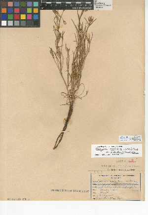  (Spergularia macrotheca var. leucantha - CCDB-24939-H01)  @11 [ ] CreativeCommons - Attribution Non-Commercial Share-Alike (2015) SDNHM San Diego Natural History Museum