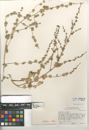 (Atriplex argentea - CCDB-24939-H03)  @11 [ ] CreativeCommons - Attribution Non-Commercial Share-Alike (2015) SDNHM San Diego Natural History Museum