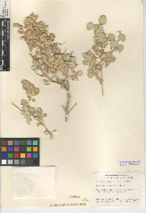  (Atriplex hymenelytra - CCDB-24939-H04)  @11 [ ] CreativeCommons - Attribution Non-Commercial Share-Alike (2015) SDNHM San Diego Natural History Museum