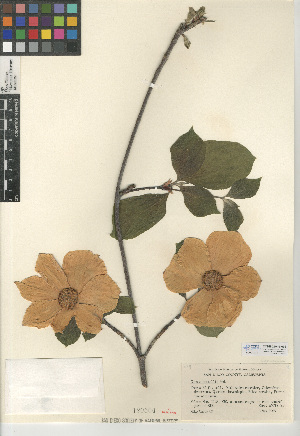  (Cornus nuttallii - CCDB-24940-A02)  @11 [ ] CreativeCommons - Attribution Non-Commercial Share-Alike (2015) SDNHM San Diego Natural History Museum