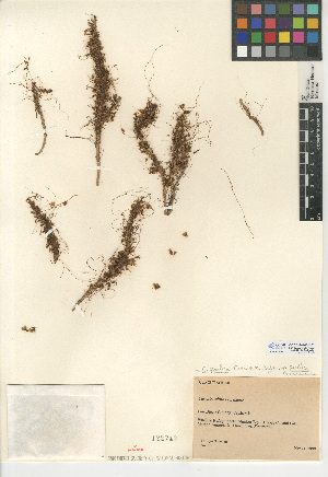  (Cuscuta pacifica var. pacifica - CCDB-24940-B01)  @11 [ ] CreativeCommons - Attribution Non-Commercial Share-Alike (2015) SDNHM San Diego Natural History Museum