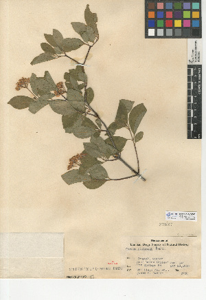  (Cornus glabrata - CCDB-24940-B02)  @11 [ ] CreativeCommons - Attribution Non-Commercial Share-Alike (2015) SDNHM San Diego Natural History Museum