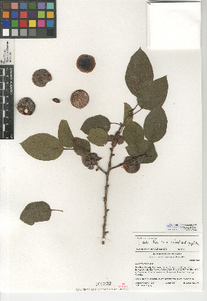  (Diospyros virginiana - CCDB-24940-C07)  @11 [ ] CreativeCommons - Attribution Non-Commercial Share-Alike (2015) SDNHM San Diego Natural History Museum