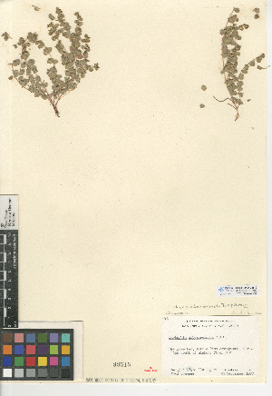  (Euphorbia albomarginata - CCDB-24940-E12)  @11 [ ] CreativeCommons - Attribution Non-Commercial Share-Alike (2015) SDNHM San Diego Natural History Museum