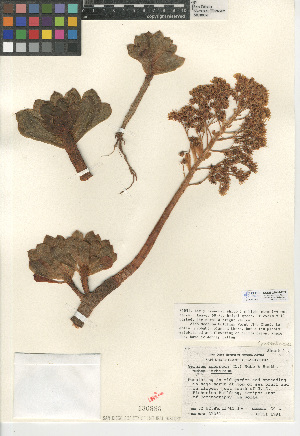  (Aeonium arboreum var. arboreum - CCDB-24940-F03)  @11 [ ] CreativeCommons - Attribution Non-Commercial Share-Alike (2015) SDNHM San Diego Natural History Museum